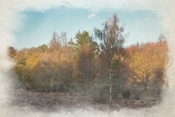 Fototapeta premium Digital watercolour painting of Cannock Chase, AONB in Staffordshire.