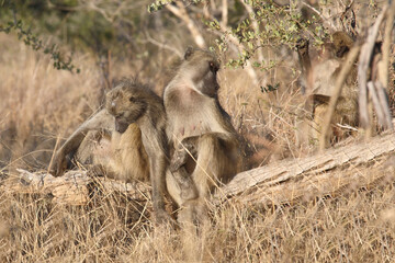 Bärenpavian / Chacma baboon / Papio ursinus...
