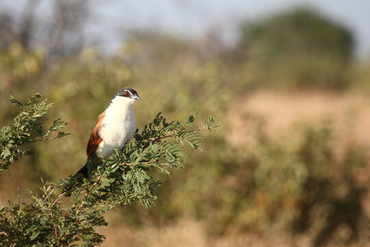 Tiputip / Burchell's coucal / Centropus superciliosus.