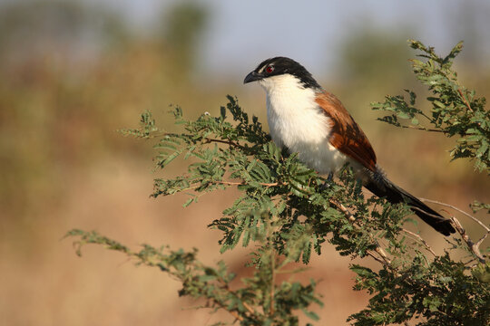 Tiputip / Burchell's coucal / Centropus superciliosus.
