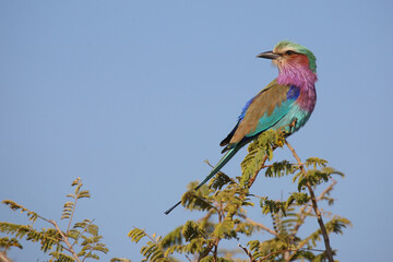 Gabelracke / Lilac-breasted roller / Coracias caudata