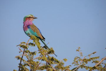 Gabelracke / Lilac-breasted roller / Coracias caudata