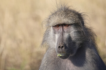 Bärenpavian / Chacma baboon / Papio ursinus..