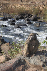 Bärenpavian / Chacma baboon / Papio ursinus..