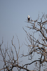 Afrikanischer Schreiseeadler / African fish-eagle / Haliaeetus vocifer.