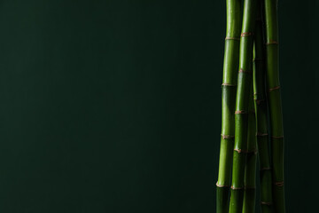 Concept of tropical and summer plant - bamboo