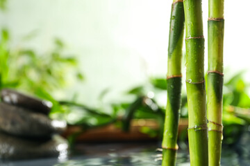 Fototapeta na wymiar Concept of tropical and summer plant - bamboo