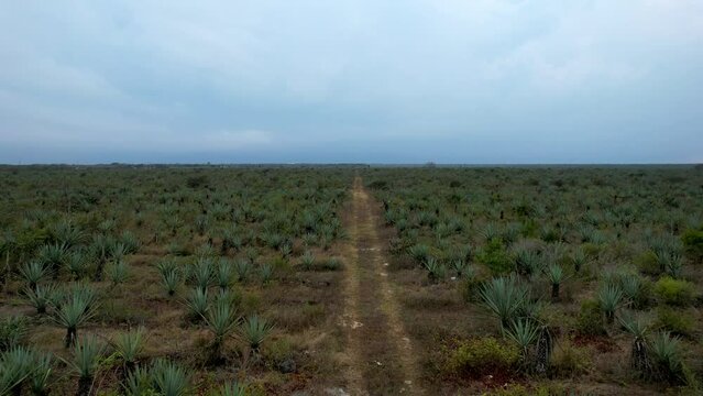 shot of hacienda henequenera in yucatan mexico