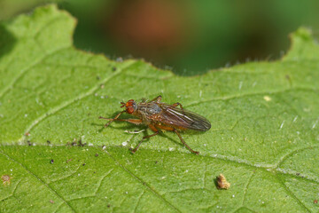 Closeup dung fly  Scathophaga. Maybe scathophaga furcata but there are very similar species. Family Scathophagidae. On a leaf of green alkanet. Dutch garden. Spring, may, Netherlands.                 
