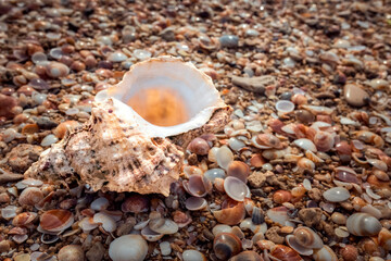 beautiful shell on the background of the seascape