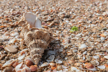 beautiful shell on the background of the seascape