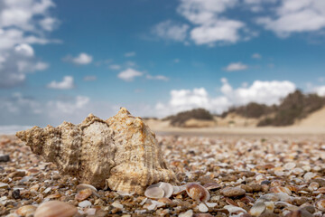 beautiful shell on the background of the seascape
