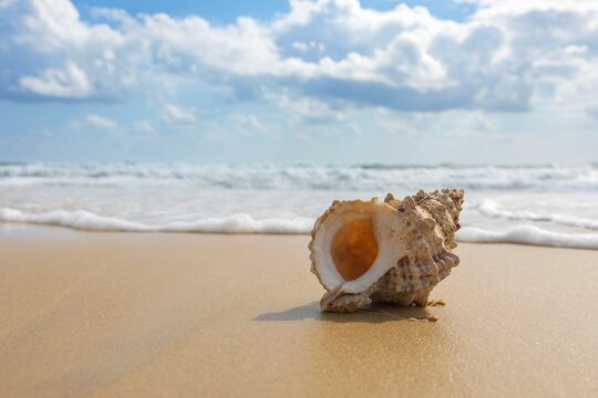 beautiful shell on the background of the seascape