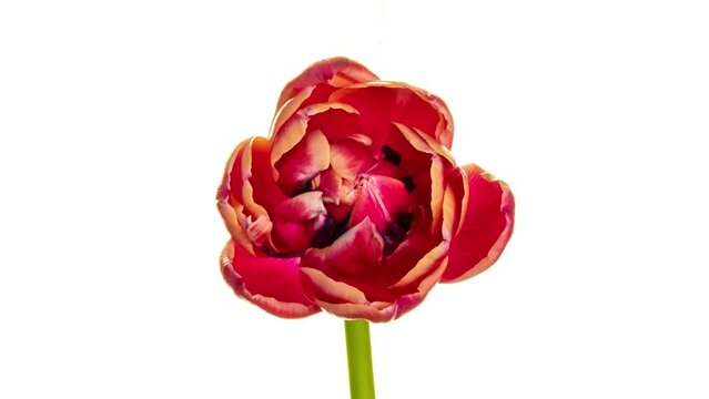 Timelapse of red tulip flower blooming on white background, time lapse, closeup. Wedding background, Valentine's day concept. Mother's Day, Holiday, Love, Birthday