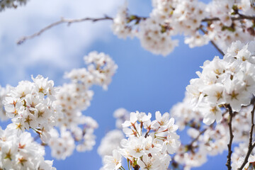 Obraz premium 満開の桜と青空