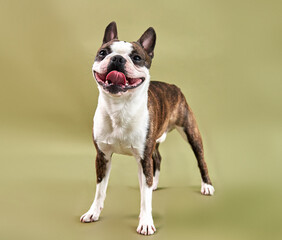Portrait of a dog breed Boston stands on a green background