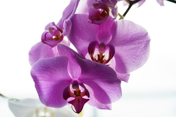Fototapeta na wymiar Beautiful Orchid blossom