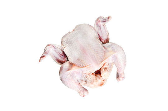 Concept of cooking whole chicken with rosemary and pink pepper.  Isolated, transparent background