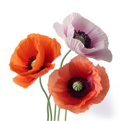 Bouquet of colourful poppy poppies flower plant isolated on white background. Flat lay, top view. macro