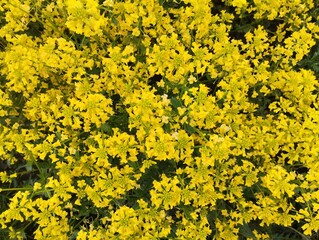 yellow flowers background