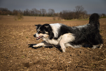 Autumn portrait of border collie. He is so cute in the leaves. He has so lovely face.