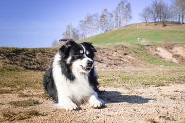 Autumn portrait of laying border collie. He is so cute in the leaves. He has so lovely face.