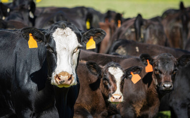Black baldy cow close up w herd behind