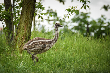 ostrich chick in the zoo enclosure, spring chicks,