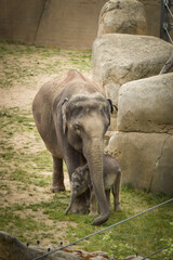 Fototapeta premium Indian elephants in the zoo habitat. Baby elephant with its mother