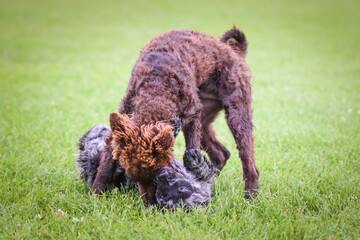 Dogs are playing outside in the grass. He is so crazy dog on trip.