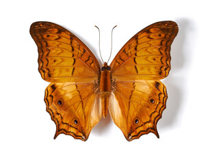 Above, insect and butterfly in studio for taxidermy, art and decoration against a white background. Top view, bug and pattern of creature wings isolated with color, beauty and natural shapes detail