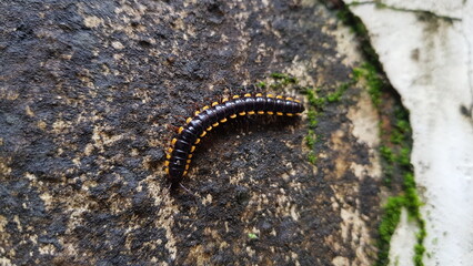 Millipede