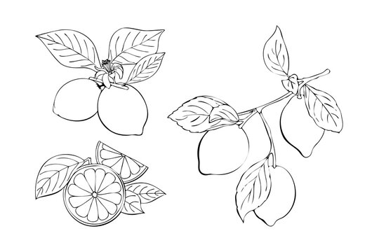 Citrus collection contour linear hand drawing, orange and lemon, branch with fruits and leaves, flower. Vector illustration
