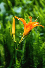 Hemerocallis fulva(rosso) beautiful pink flower in the garden.Flowers that symbolize Mother's Day in China