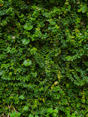 green ivy leaves on wall. For background 
