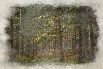 Digital watercolour painting of autumnal fall tree and leaf colours at Birches Valley, Cannock Chase, Staffordshire.