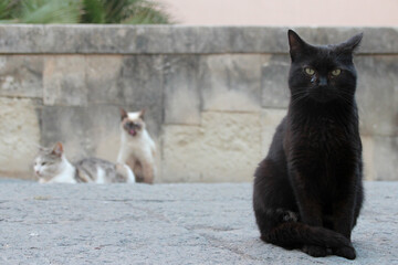 cats in a street in syracuse in sicily (italy)