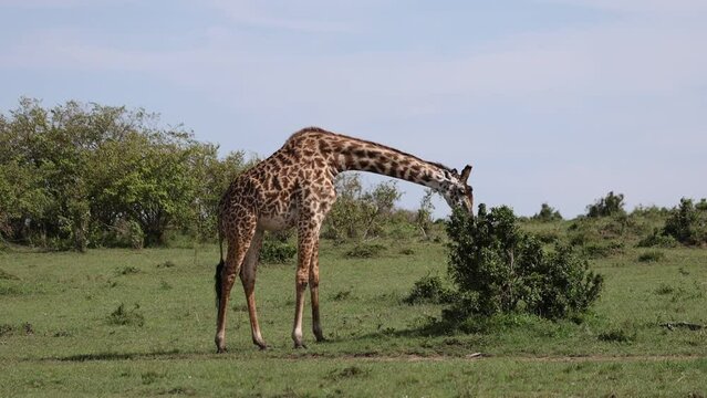 Giraffe grazing and walking in the grasslands of the Masai Mara safari park, Kenya 