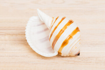 Beach seashells on colored background. Mock up with copy space