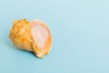 Beach seashells on colored background. Mock up with copy space