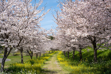 しまばら火張山花公園 - 旧しまばら芝桜公園