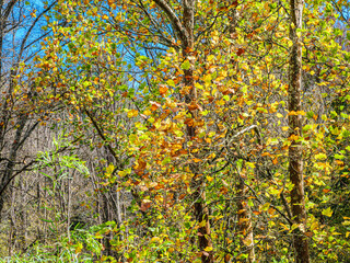 Multi Coloured Leaves