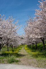 しまばら火張山花公園 - 旧しまばら芝桜公園