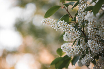 Banner. Macro photography. Spring, nature wallpaper. Cherry blossoms are blooming in the garden. Blooming white flowers on the branches of a tree.