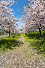 Obraz premium しまばら火張山花公園 - 旧しまばら芝桜公園