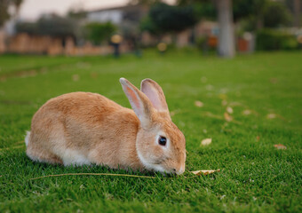 Cute red rabbit on green grass with natural bokeh as background during sunset. Young adorable bunny playing in garden. Lovrely pet at park