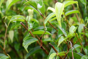 Syzygium formosanum plant in the garden. Green tropical plant leaves.