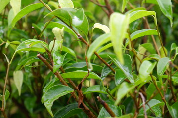 Syzygium formosanum plant in the garden. Green tropical plant leaves.