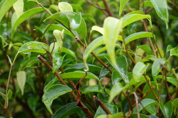Syzygium formosanum plant in the garden. Green tropical plant leaves.