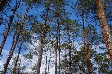 Pine trees soaring high into the sky